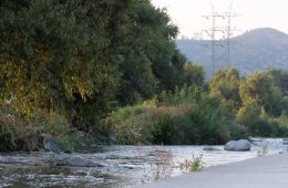 A blue heron on the LA River, in the Glendale Narrows section