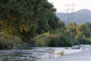 A blue heron on the LA River, in the Glendale Narrows section