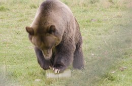 A grizzly bears tries to get into the REI Bear Can