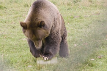A grizzly bears tries to get into the REI Bear Can
