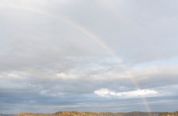A rainbow over a tree-covered landscape