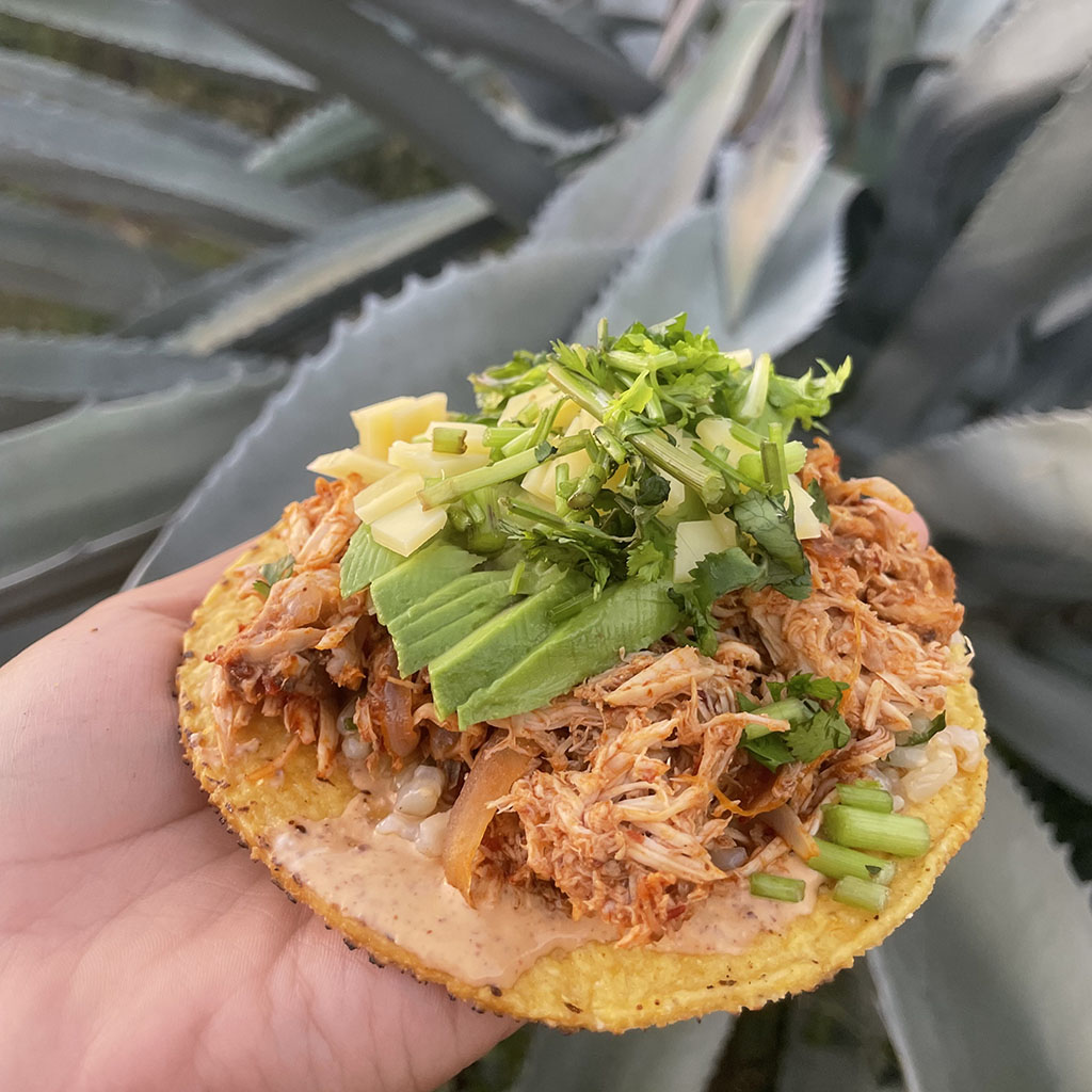 A person's hand holds out a chicken tinga tostada against a backdrop of agave