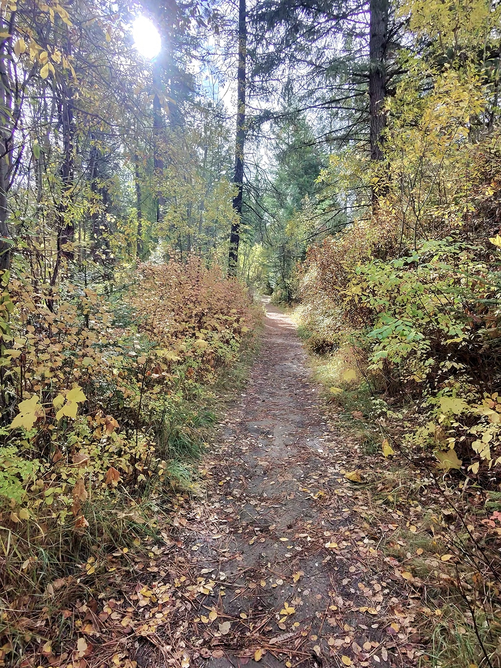 An autumnal trail scene shot through AI sunglasses