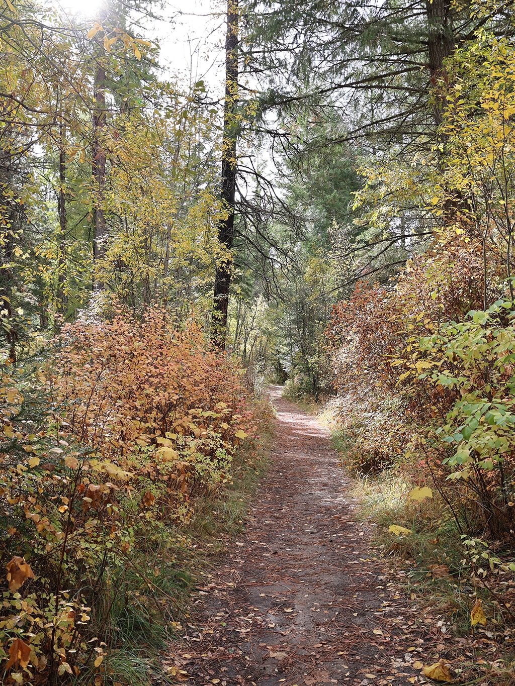 An autumnal trail scene shot through a professional camera