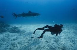 Barrington Scott for Wild Ideas Worth Living