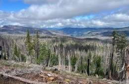Picture of a burn zone along a backcountry trail.