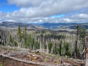 Picture of a burn zone along a backcountry trail.