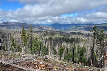Picture of a burn zone along a backcountry trail.