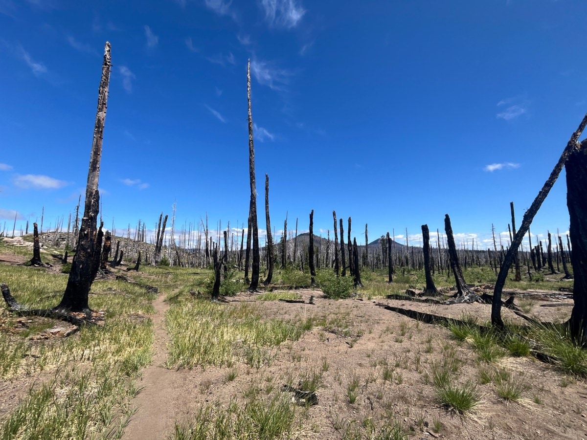 Picture of a burn zone along a backcountry trail.