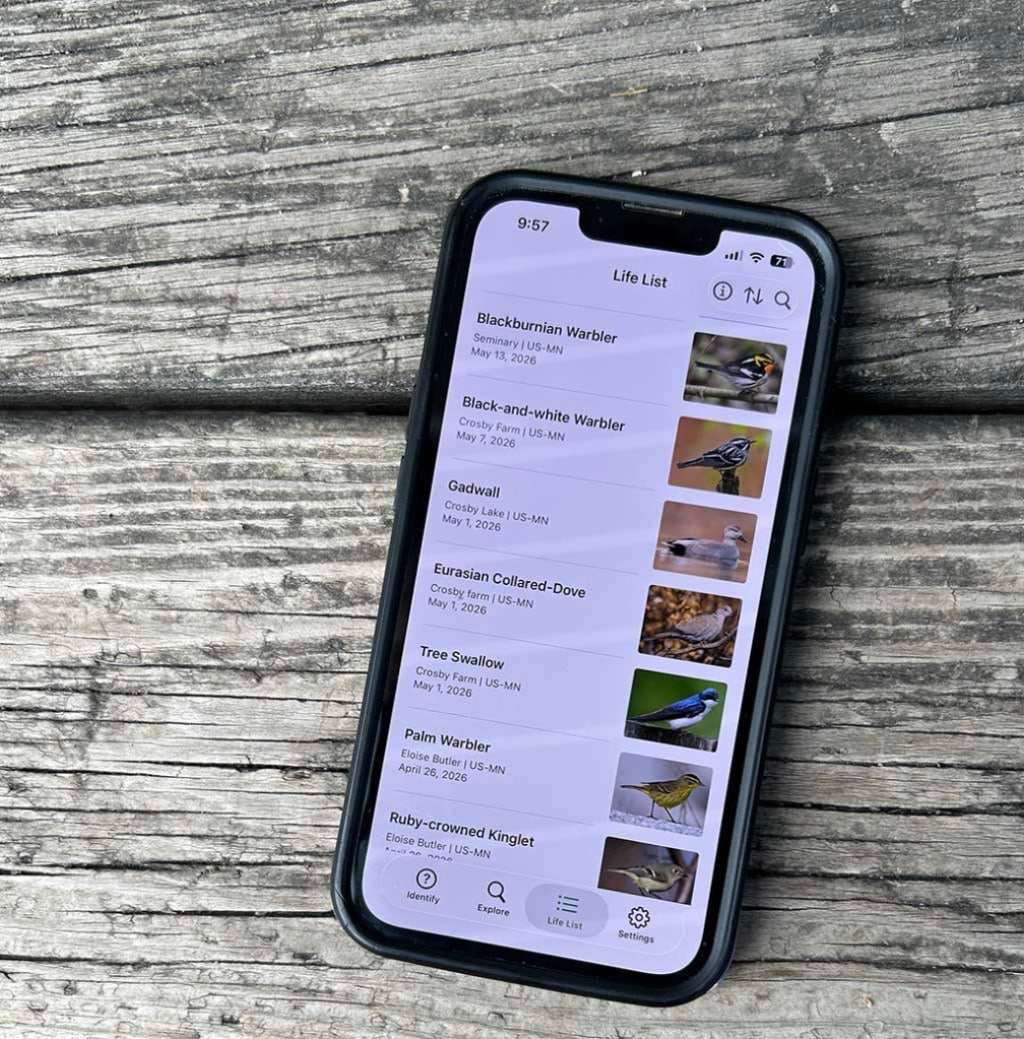 A phone displaying a birding life list on the Merlin app rests on what looks like picnic table.