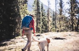 A person and a dog on a leash walk down a trail surrounded by pine trees