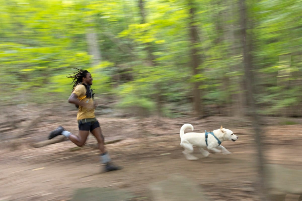 A person trail runs thorugh a wood behind a white fluffy dog