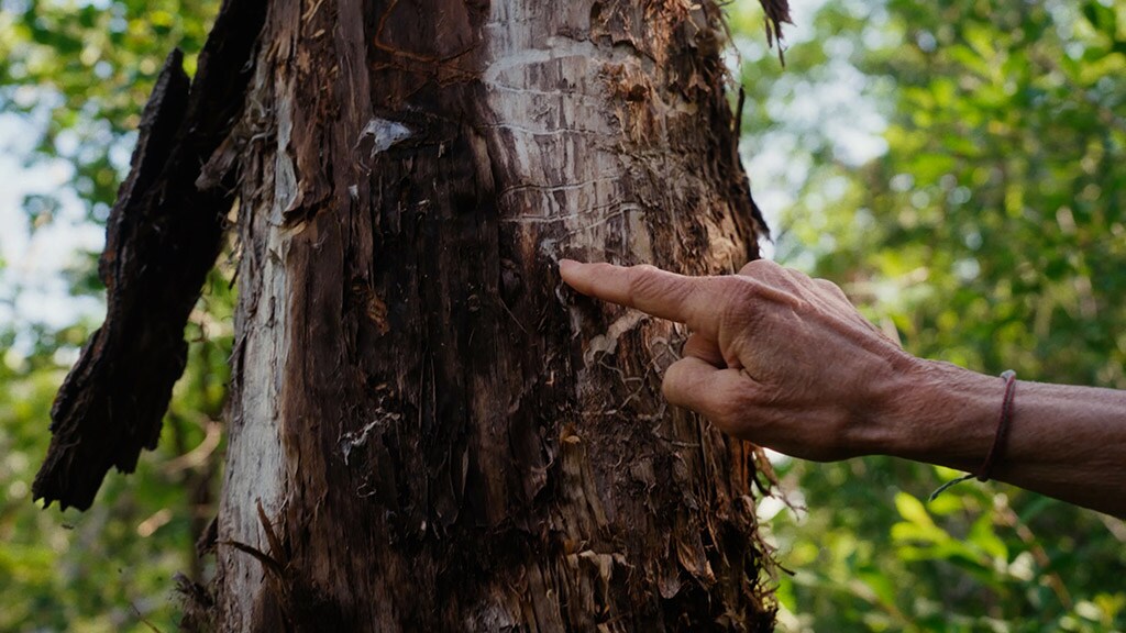 A person's finger traces a caterpillar line in a tree bark