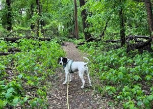 A dog wearing a leash in the woods
