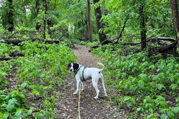 A dog wearing a leash in the woods