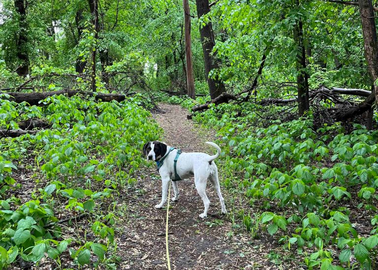 A dog wearing a leash in the woods