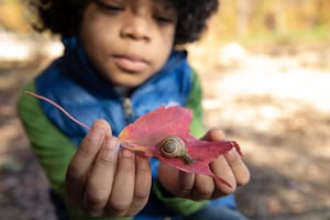 A child watches a snail on a fallen leaf.