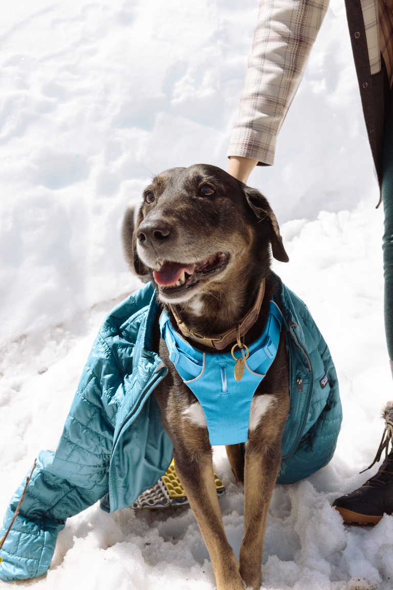 A dog sits in the snow wearing a blue harness and a blue puffy jacket.