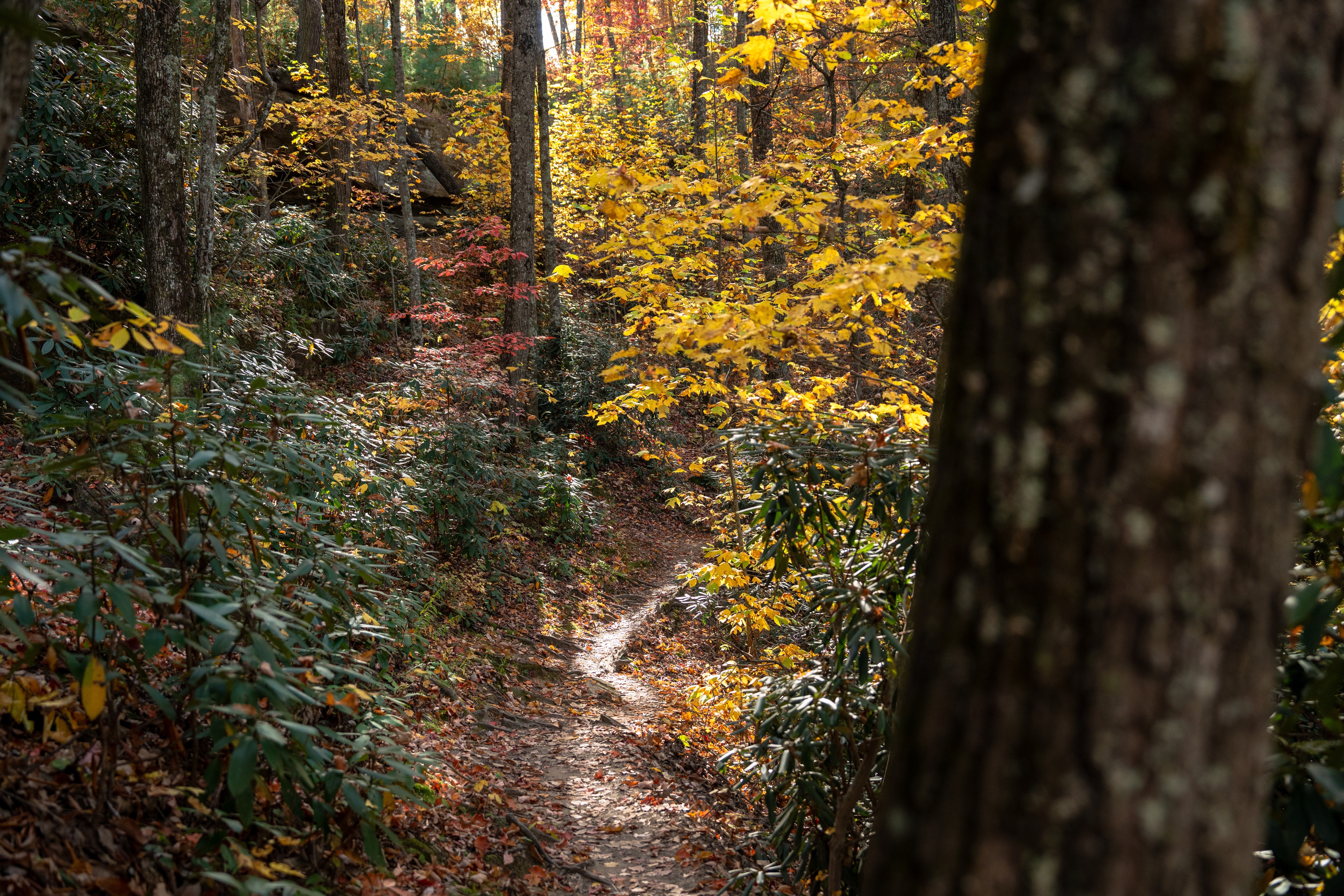 A hiking trail winds through a hardwood forest