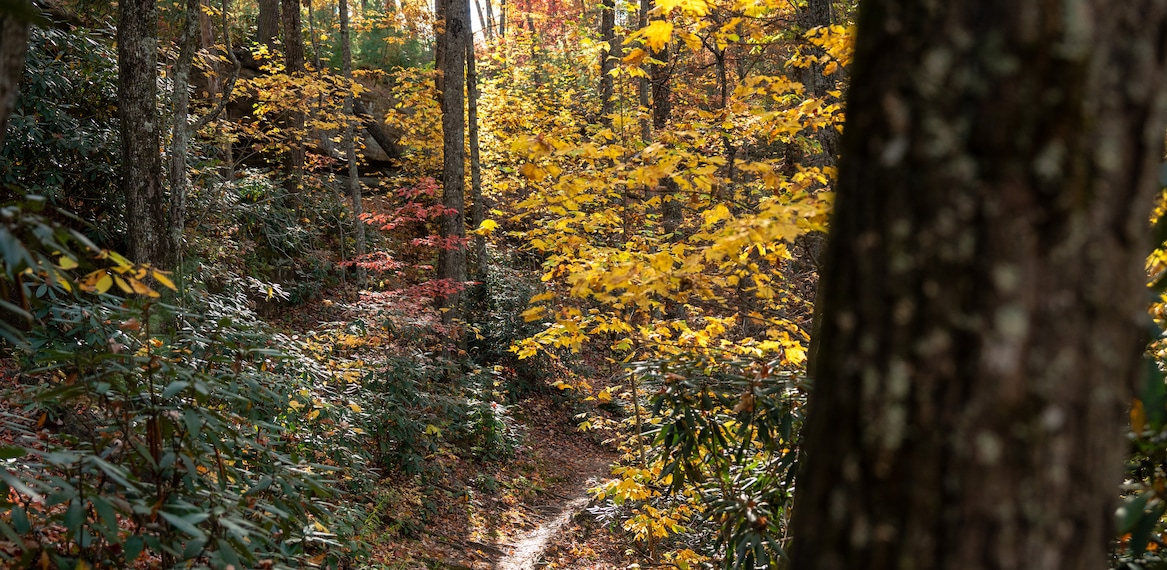 A hiking trail winds through a hardwood forest