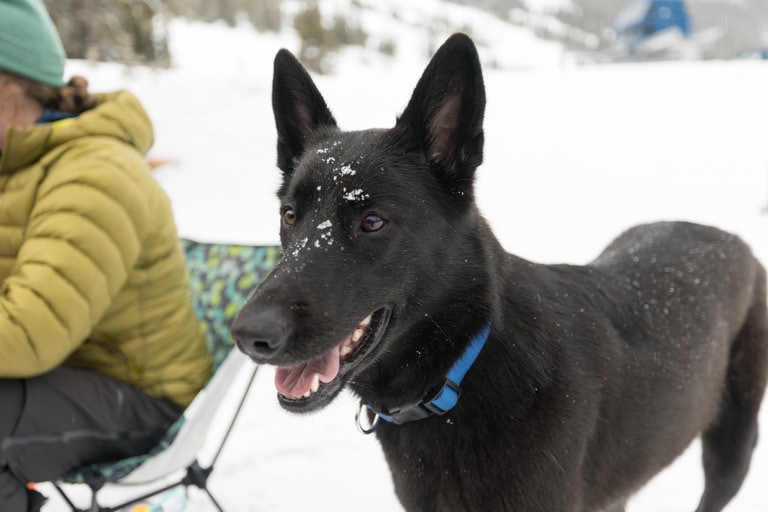 A black dog wearing a blue collar stands in the snow, with some flurries on their face