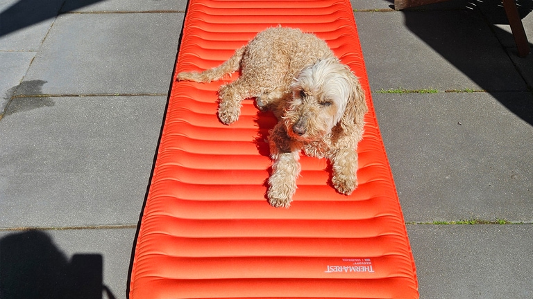A dog sit on the Therm-a-Rest NeoLoft sleeping pad