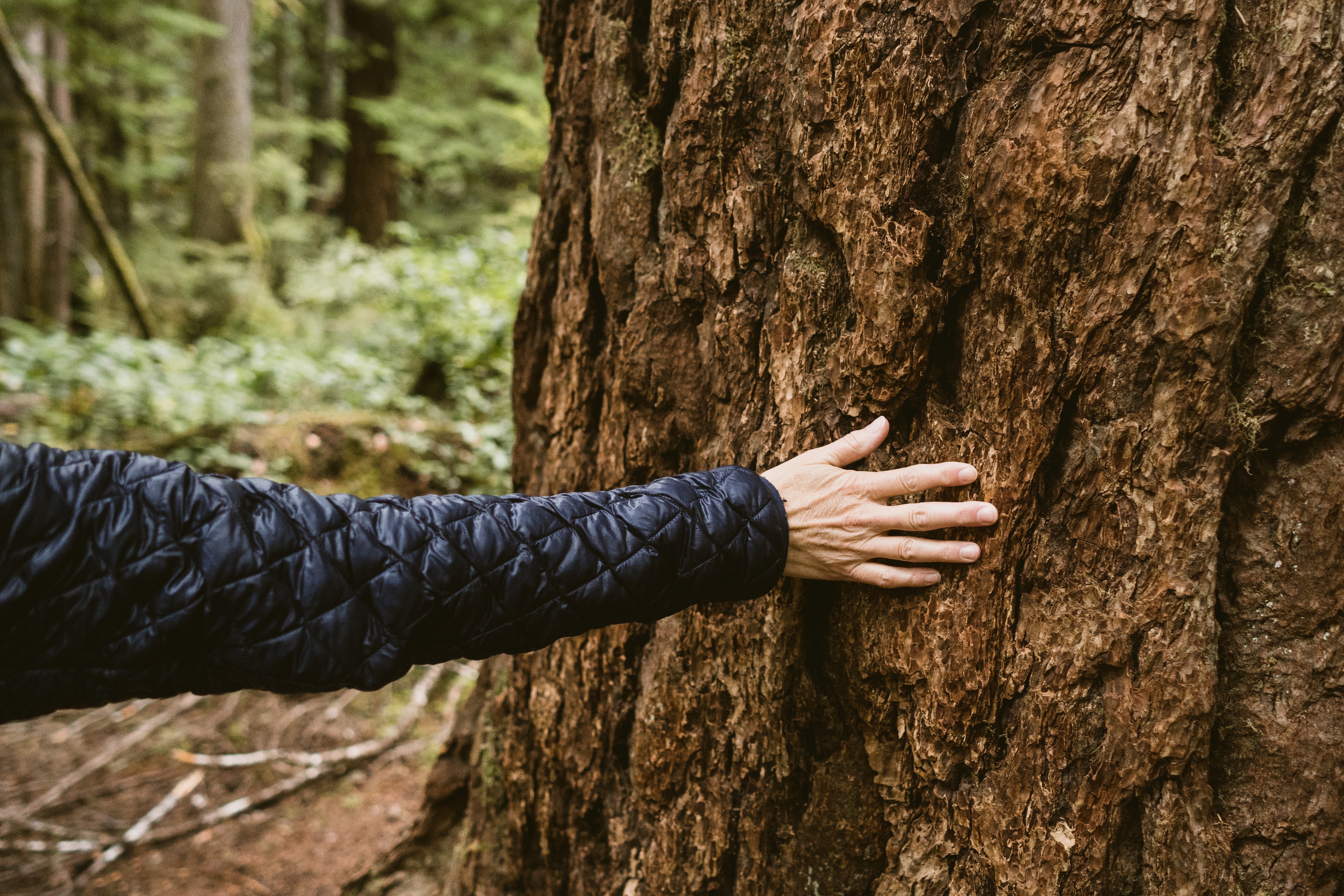 A person gently touching the rough bark of a tree trunk in a lush green forest.