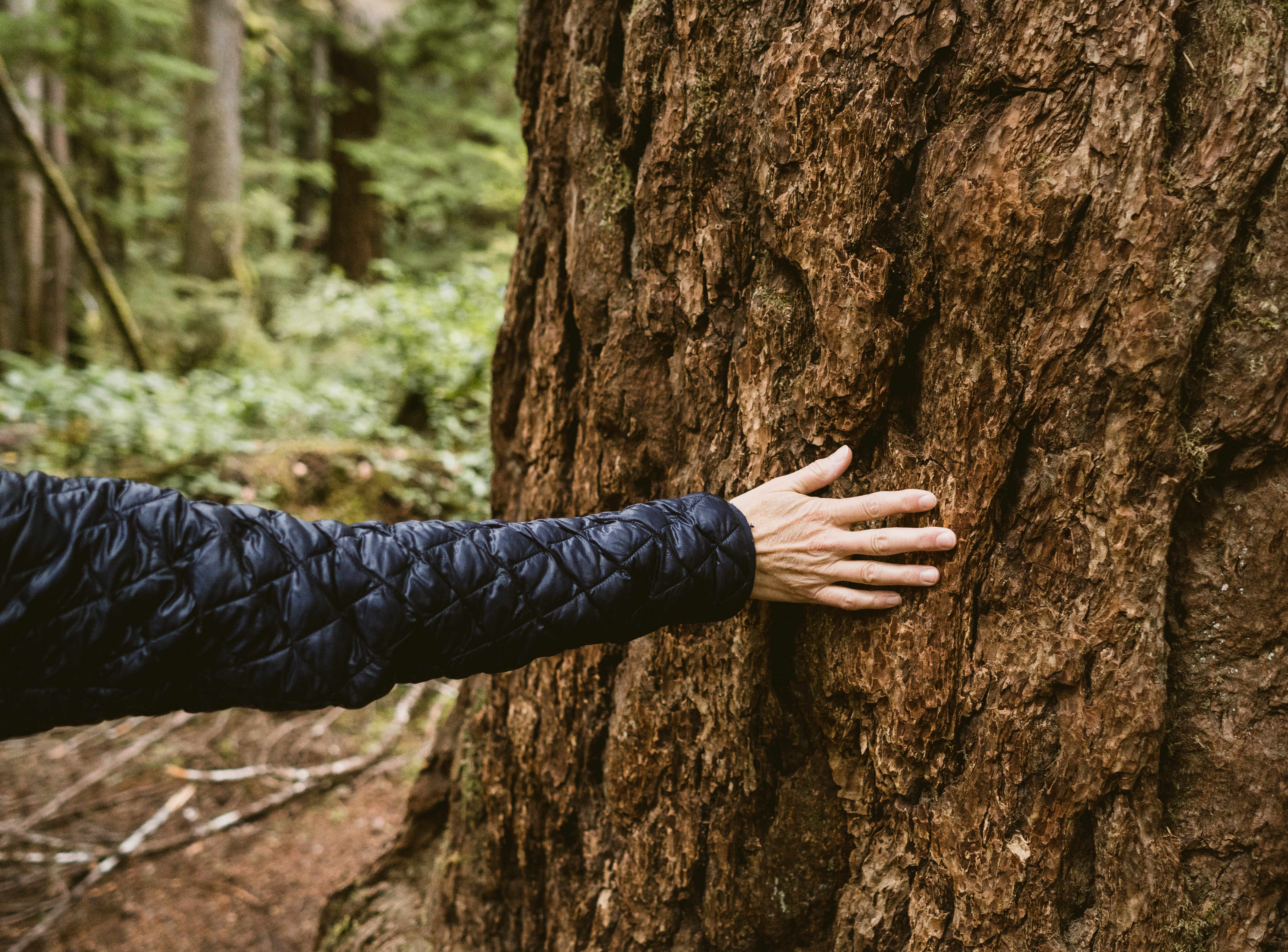 A person gently touching the rough bark of a tree trunk in a lush green forest.