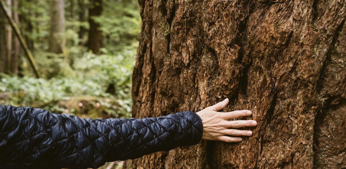 A person gently touching the rough bark of a tree trunk in a lush green forest.