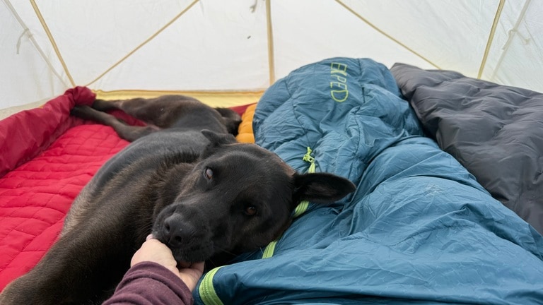 Picture of a black dog lying near the Exped Terra 15 sleeping bag inside a tent