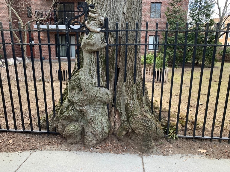 A tree grows through a metal grate fencing.