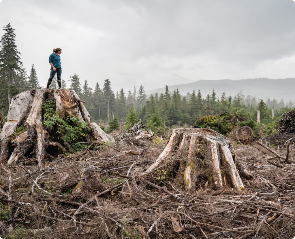 A person looks off into the distance while standing on top of a tree trunk cut in half.