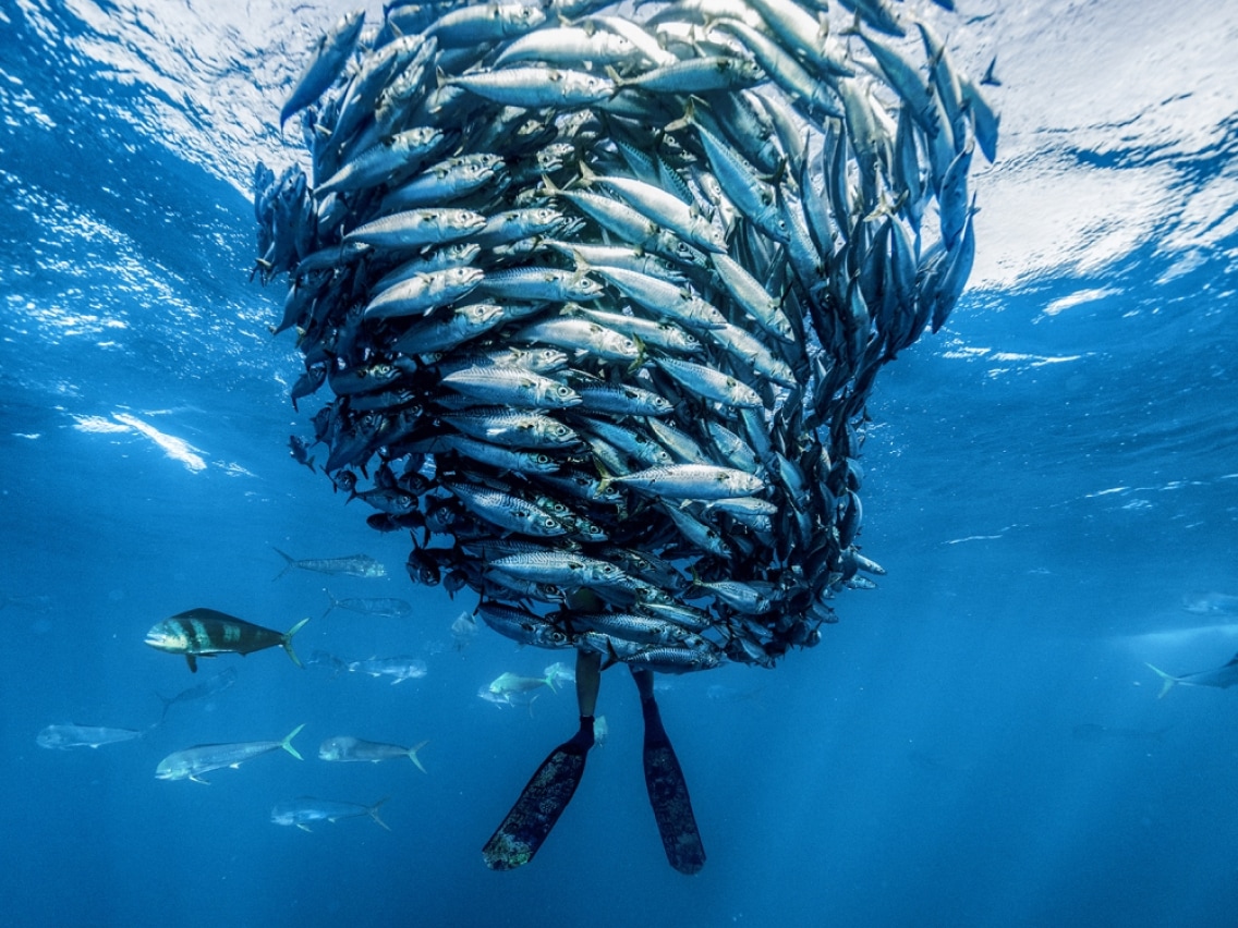 A school of fish underwater.
