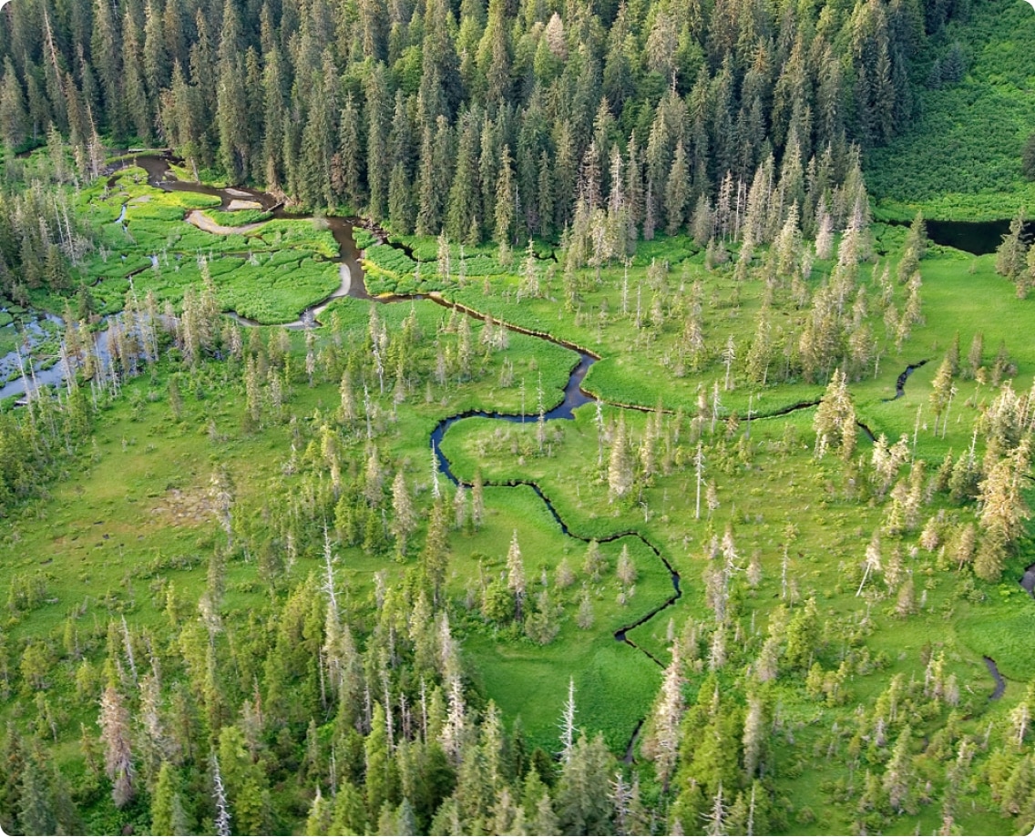 An aerial view of rivers winding through grassy land.