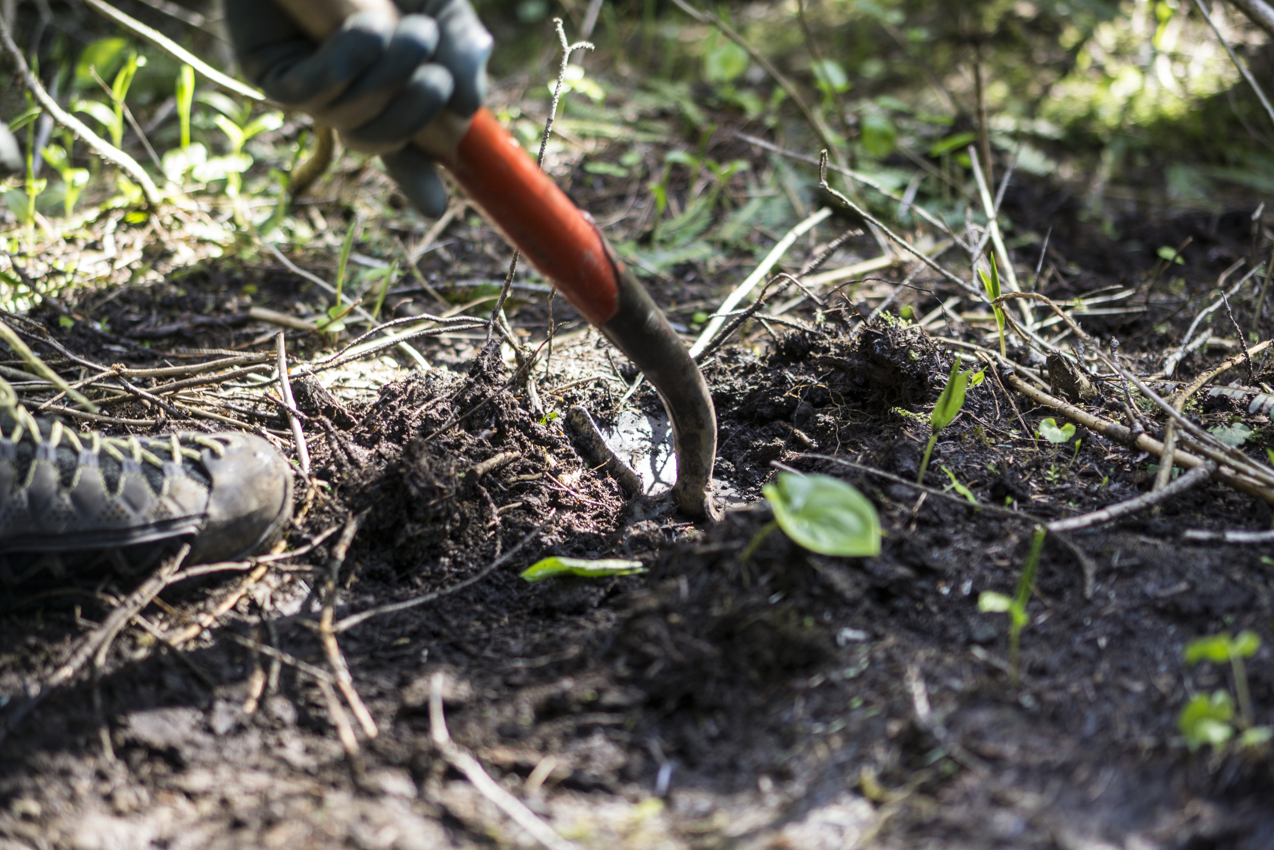 A volunteer uses a shovel to plant a tree