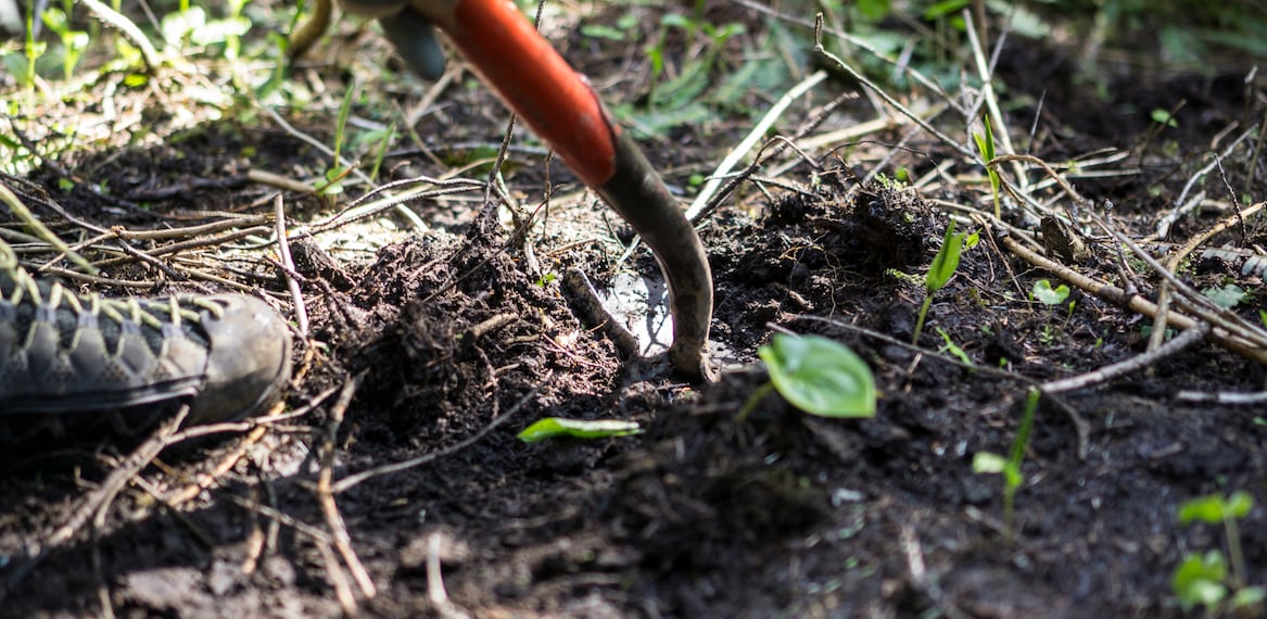 A volunteer uses a shovel to plant a tree