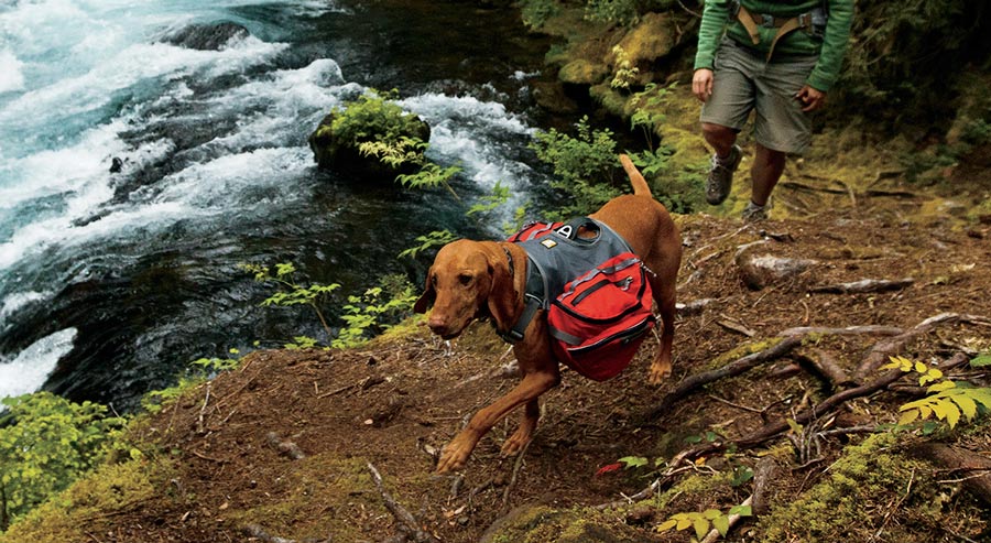 puppy hiking backpack