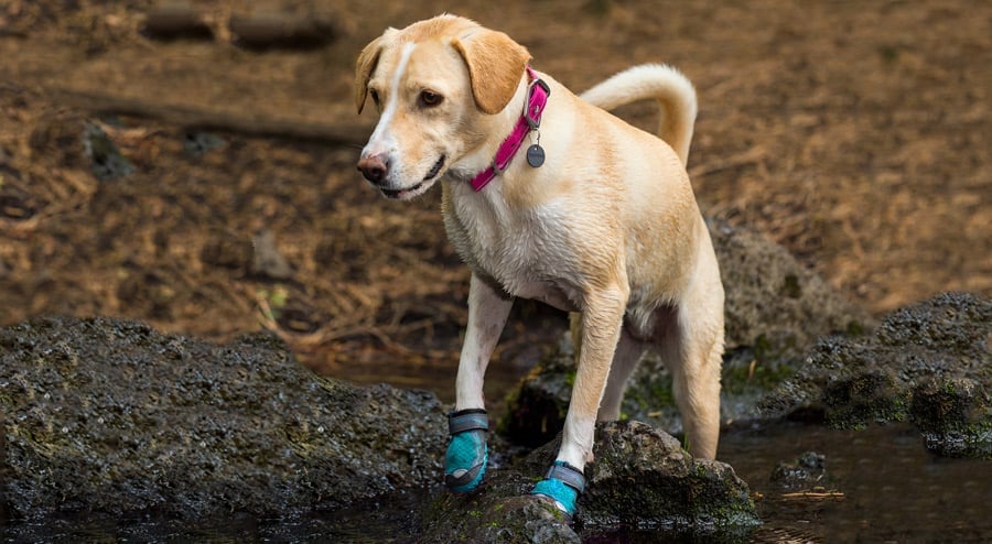 how do you teach a dog to wear shoes