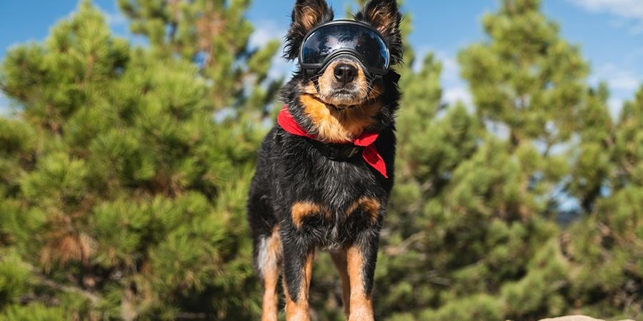 Best Gifts for Dogs and Their Humans | REI Co-op Best Gifts for Dogs and Their Humans | REI Co-op