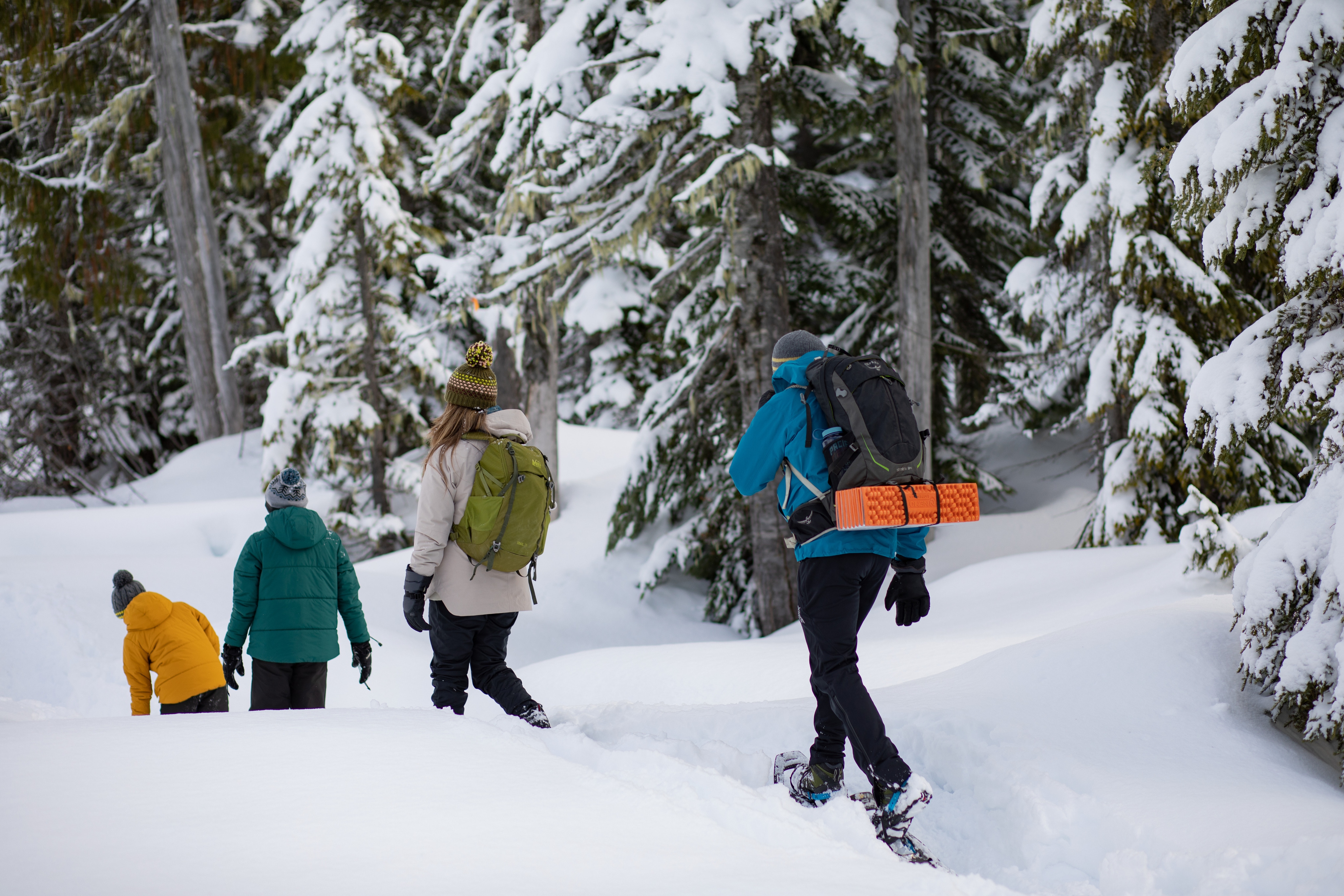 A group of people snowshoeing through a snowy, tree-lined path.