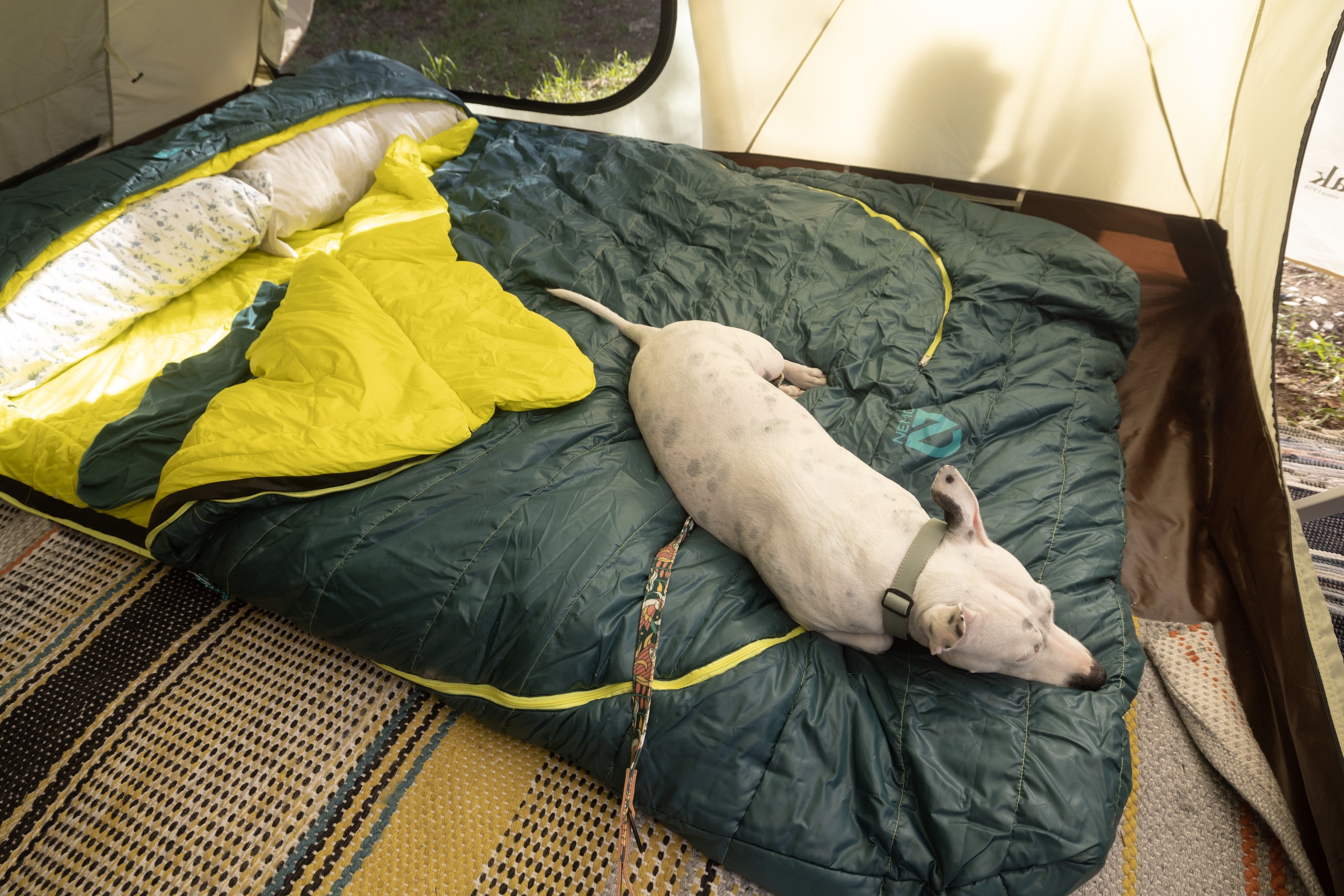 A dog cuddles up in a blue-and-yellow sleeping bag.