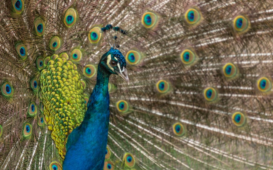 A peacock spreads its colorful feathers