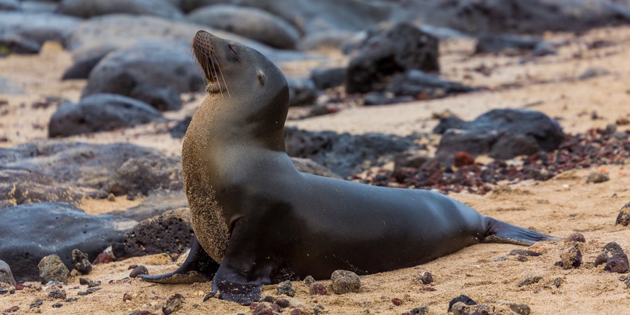 A seal resting on a rocky beach