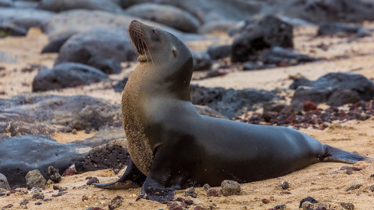 A seal resting on a rocky beach