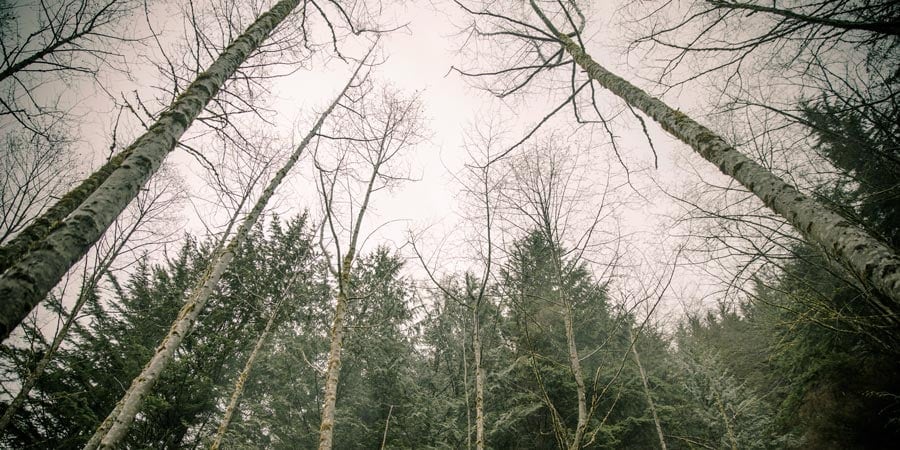 looking up to the tops of trees and rainy skies while on a rainy hike