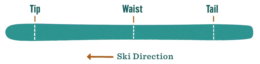 Graphic showing the waist, tip, and tail of a downhill ski