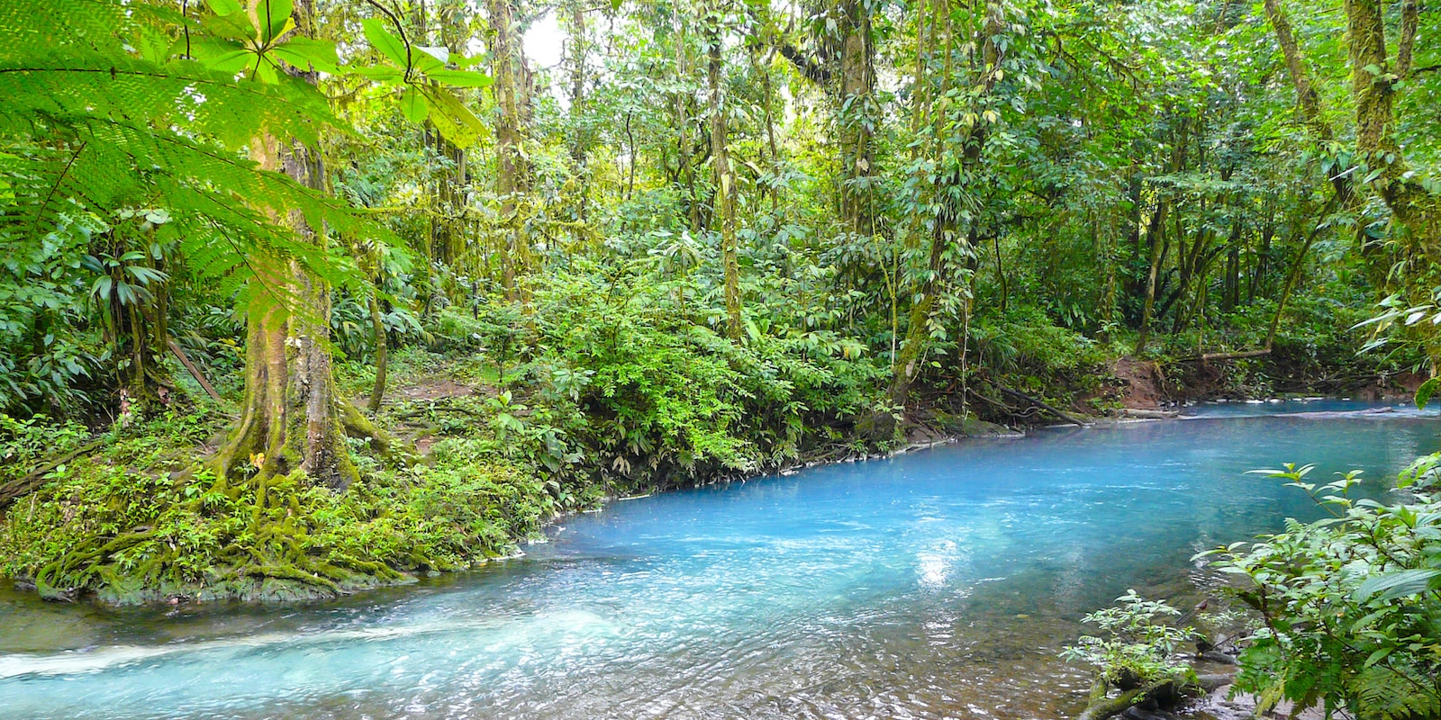 A lush forest with an azure blue river running through it