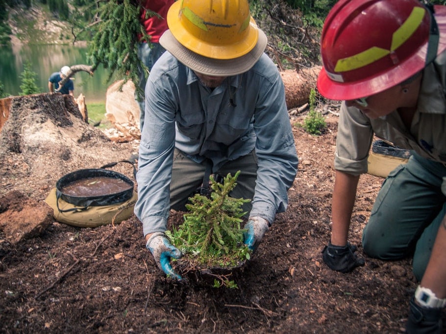 Two people planting a sapling.