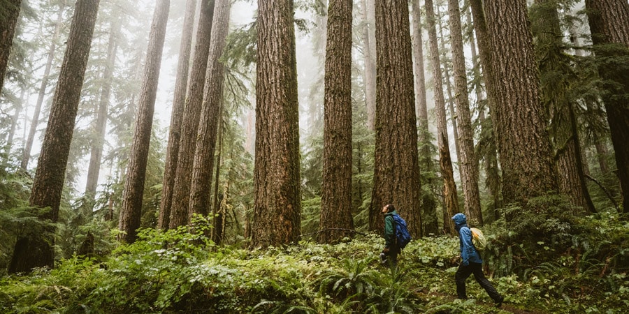 two hikers in a dense forest