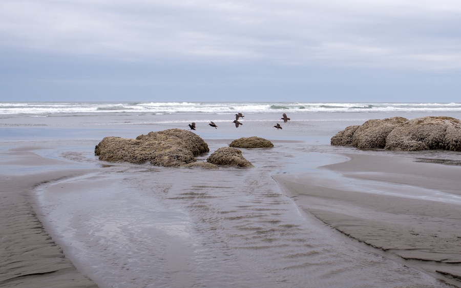 A flock of birds on a rock strewn beach